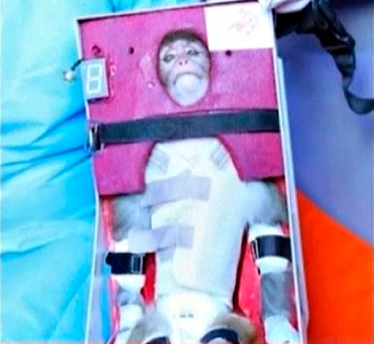 A still image from a video released on Monday by Press TV, Iran's state-run satellite broadcaster, shows the monkey it said Iran launched into space. Photo Credit: Press TV, via Reuters TV