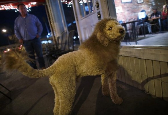 Dog Breeds: Labrador-Poodle Mix Labradoodle Looks Like A Lion Dog Breeds, Funny Labradoodles: This labradoodle is part dog, part lion, not part poodle, part labrador