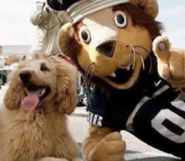 Dog Breeds, Funny Labradoodles: This labradoodle is part dog, part lion Labradoodles dog breed: This funny labradoodle is part dog and part lion.