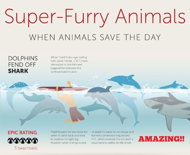 Super furry animals infographic