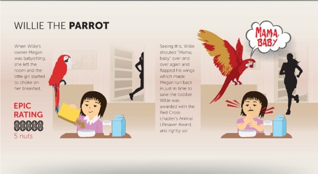 parrot infographic
