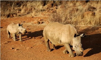 Rivaling the price of gold on the black market, rhino horn is at the center of a tragic poaching battle. Photo credit: Getty Images