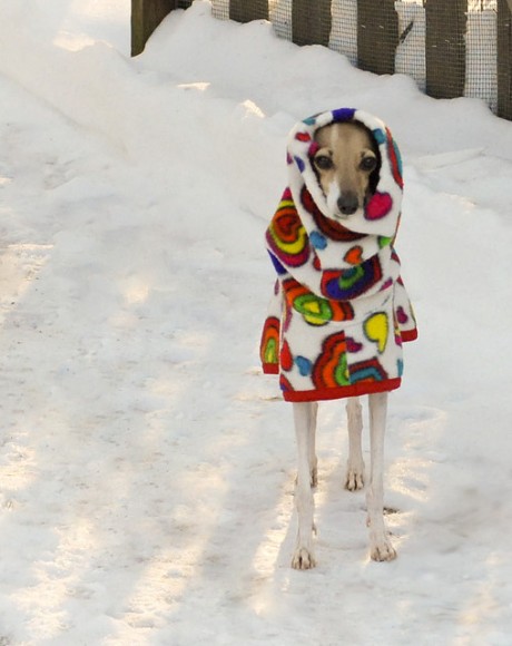 Photo Credit: flickr.com/saluki1313