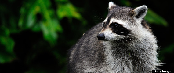 Raccoons throughout the West Coast of the United States may put humans at risk for a fatal strain of brain cancer. Photo Credit: Getty Images