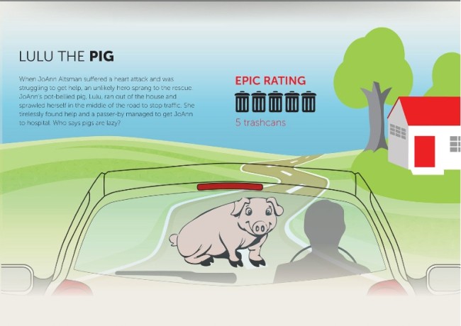 hero pig infographic