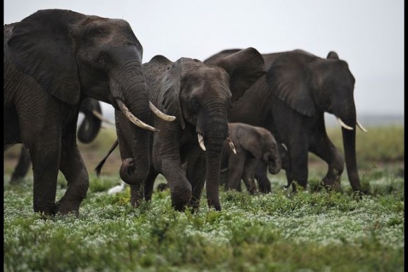 Elephants at the Amboseli game reserve, south of Kenyan capital Nairobi on Dec. 30, 2012. Photo Credit:Tony KarumbaAFP/Getty Images