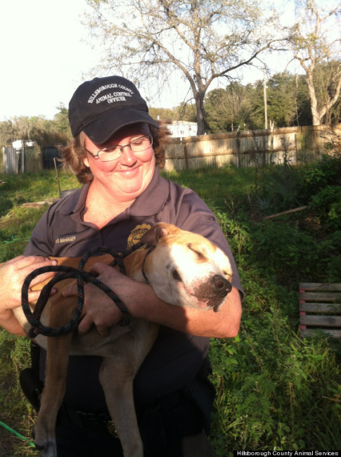 dog fighting ring pit bull rescue