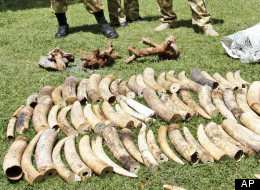 Kenyan Wildlife wardens keep a watch on confiscated elephant tusks at the Kenyan wildlife offices in Nairobi, Kenya, Wednesday, Jan. 16, 2013. Photo Credit: AP Photo/Khalil Senosi