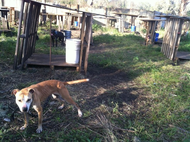 Photo Credit: Hillsborough County Animal Services