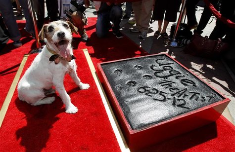 Uggie at his paw print ceremony. Photo Credit: tppc.tv