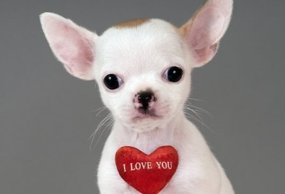 Be My Valentine! Photo Credit: news.com.au