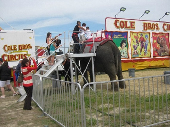 On April 14, 2013, protesters united against Cole Bros. Circus. Photo Credit: Lorraine Moe