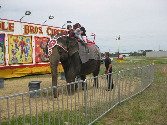 An elephant being used for rides at a show in Wilmington, NC. Photo Credit: Facebook