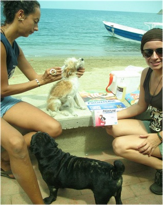 Volunteers of Misión Gaia help local animals. Photo Credit: Misión Gaia