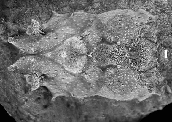 Photo Credit: Cretaceous Research