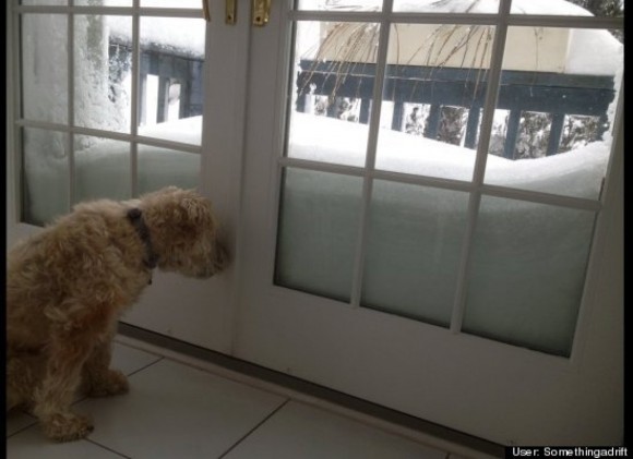 dog snowed in