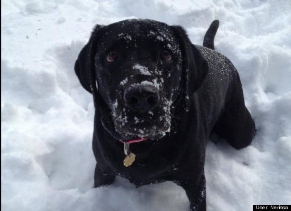 Olive the snow labrador after eating and romping in the snow.