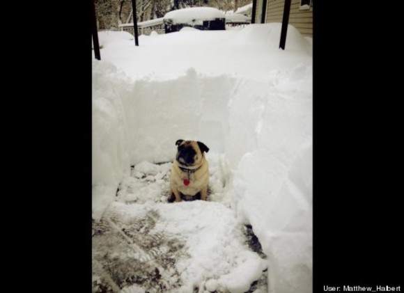 Sammy (Long Island native) checks out the fresh snowfall.