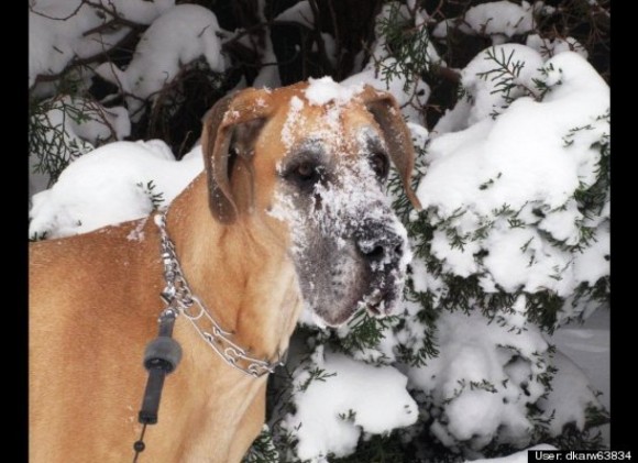 dog with snow on face