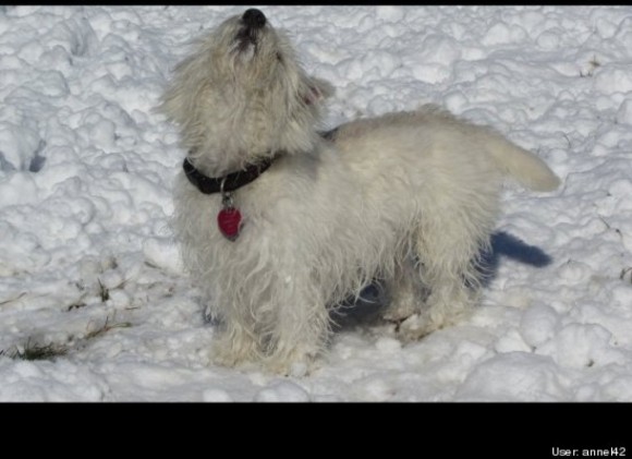 little dog loves snow