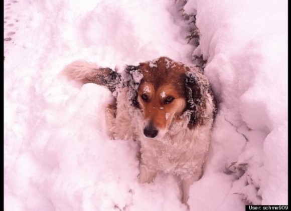 Annie in the snow.