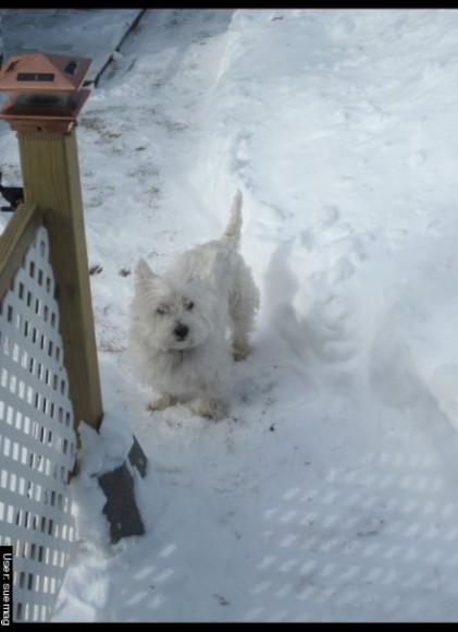 white terrier dog in snow