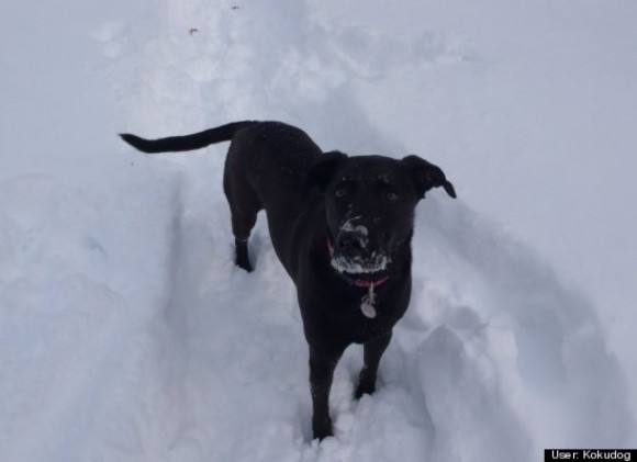 Snowy Nose Kloe of Connecticut