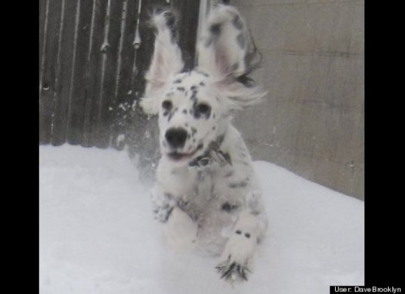 Gordo dashes through the snow.