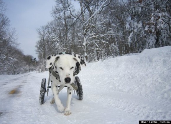 Dottie - our sweet, little wheelie dog from Charlestown, RI -