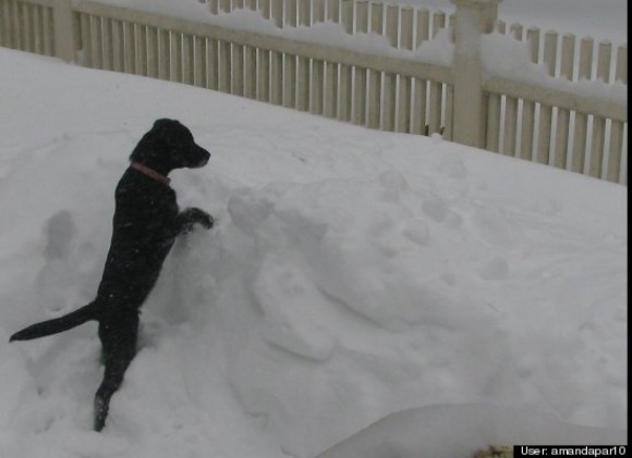 Enjoying the blizzard of 2013 in Maine.