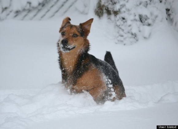 dog in snow storm