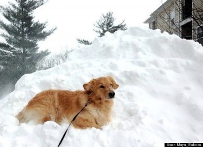 golden retriever lays in snow
