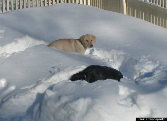 Izabella and Halle frolicking the day after the blizzard!