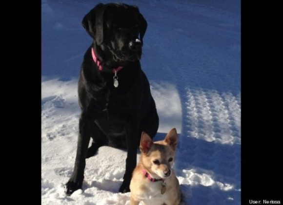 two dogs in snow