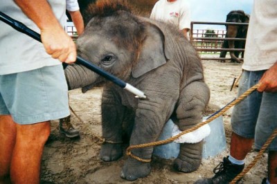 Ringling Bros. and Barnum & Bailey Circus