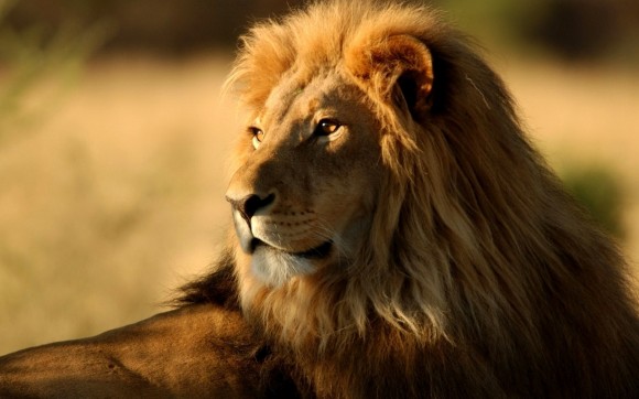 African Lion