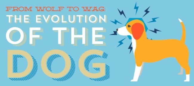 Evolution of the dog infographic