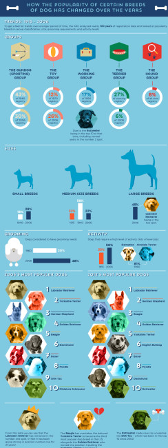 Dog Breed Popularity Infographic