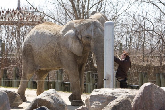 Toka, one of three elephants currently living at the Toronto Zoo. Photo Creidt: Toronto Sun files