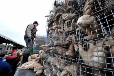 West Hollywood, Mayfair House, Fashion, Fur, Animal Fur, Animal Cruelty, Cruelty Free Zone