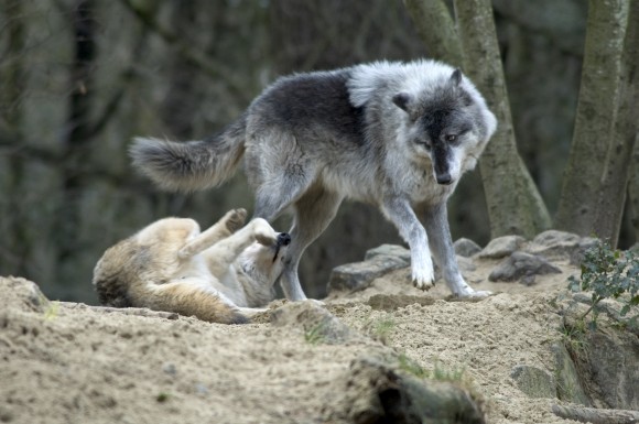 Photo credit: www.oregonzoo.org