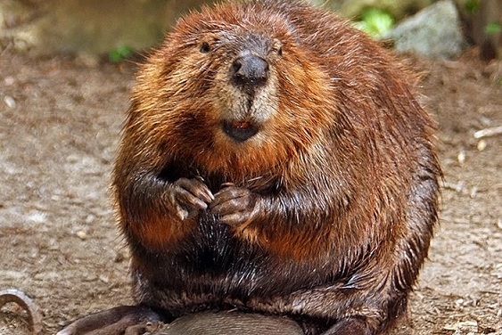 The North American beaver is Salt Lake City's new hero. Photo Credit: Stevehdc, Wikimedia Commons