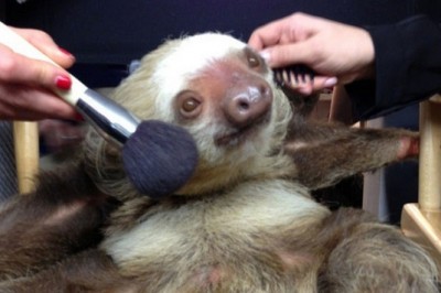 27 countries in the EU have banned cosmetics that are tested on animals. Photo Credit: imgur.com