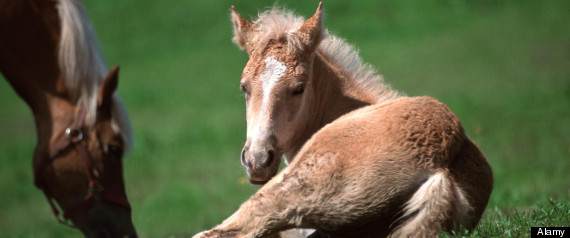 Oklahoma approves horse slaughter
