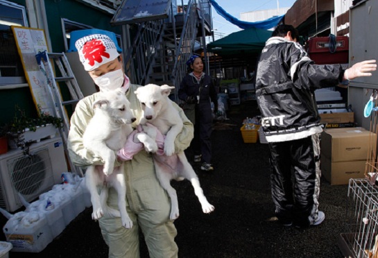 Pets rescued from Fukushima exclusion zone. Photo Credit: Reuters, Issei Kato