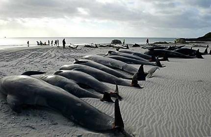 Lethal injury to whales is caused by acoustic resonance of the Low Frequency Activesonar signal used by the Navy.