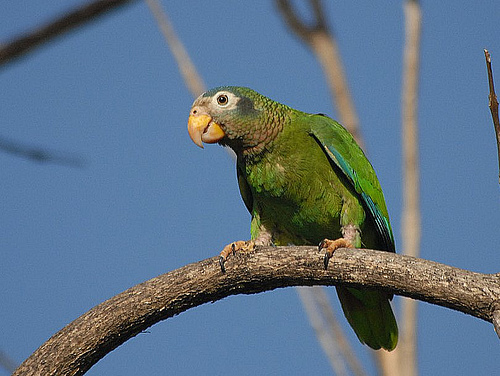 yellow billed parrot