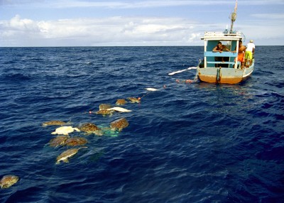 Photo: Projeto Tamar Brasil, Image Bank