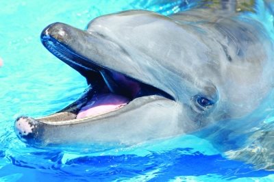 SeaWorld has decided to end its captive dolphin feeding program.