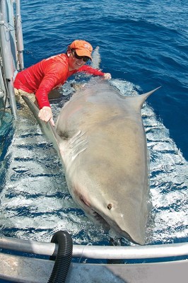 Dr. Hammerschlag navigates a bull shark back to the water post tagging. Photo Credit: Emma Smith